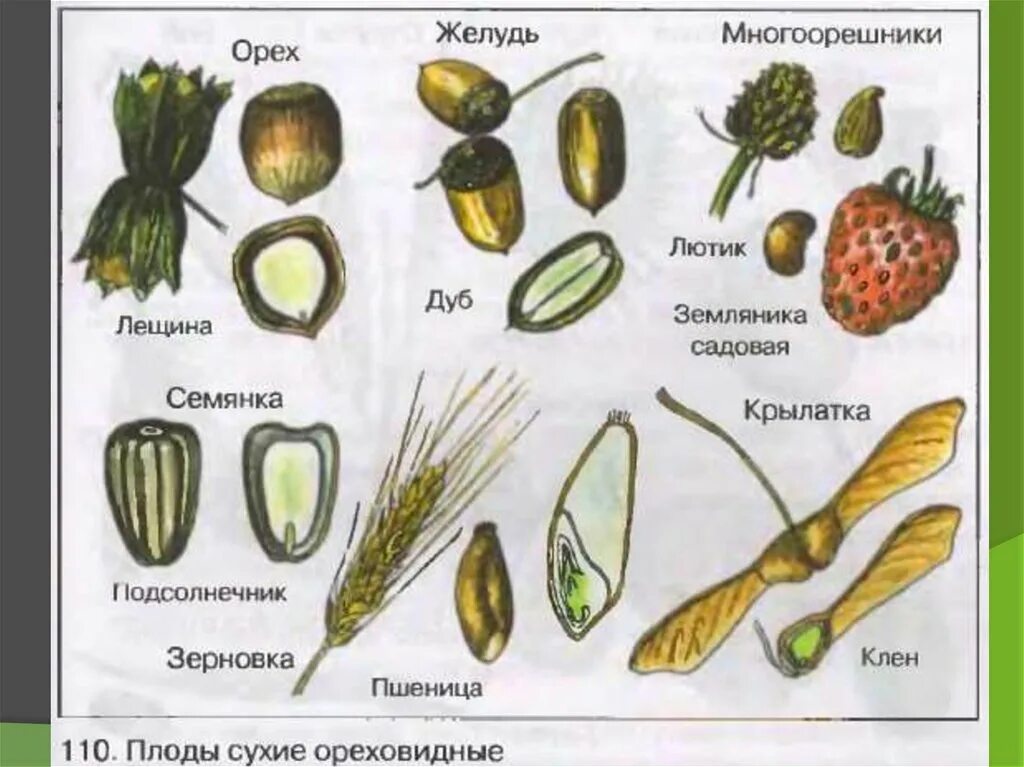 Что относится к частям плода. Сухие односемянные плоды и растения. Сухие односемянные плоды биология 6 класс. Сухие односемянные нераскрывающиеся плоды. Сухие ореховидные плоды.