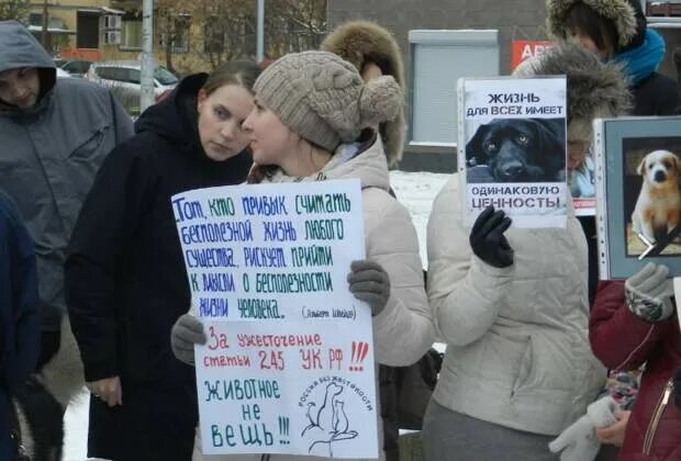 Издевательство над животными. Дети живодеры. Зоозащитники карикатура. Внимание живодёры надпись. Дети живодеры.
