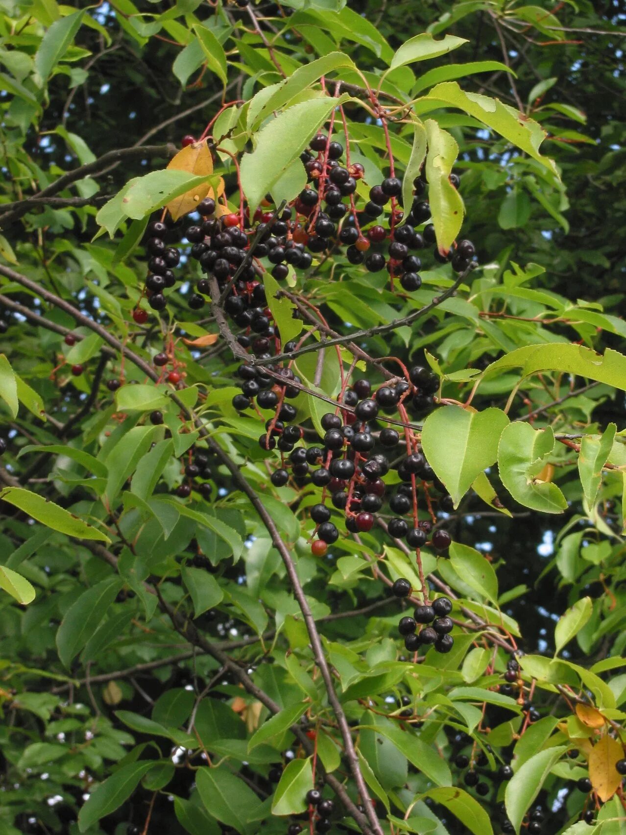 Дикая вишня дерево. Вишня американская (prunus serotina). черемуха обыкновенная (prunus padus). black cherry (prunus serotina ) дерево. черемуха поздняя (prunus serotina).
