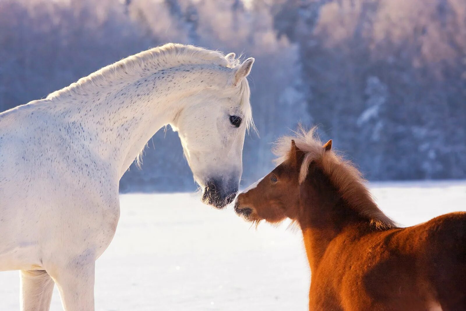 Год лошади животных. Кони зимой. Лошадь зима. Три лошади. Заставка на рабочий стол лошади зимой.