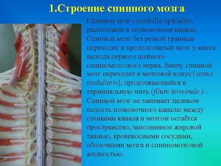 Спинной мозг. Спиной мозг в спинномозгоаом канале. Спинной мозг Medulla spinalis. Терминальная нить спинного мозга.