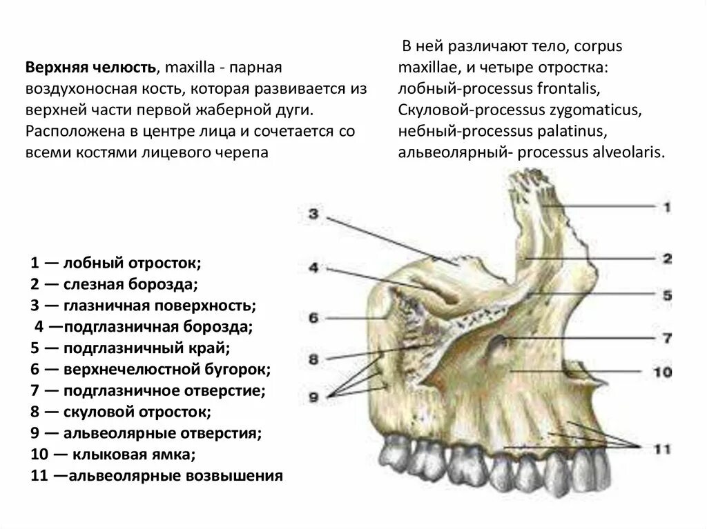 Строение кости верхней челюсти. Мыщелковый отросток нижней челюсти. Верхняя челюсть кость строение. Альвеолярный отросток верхней челюсти.