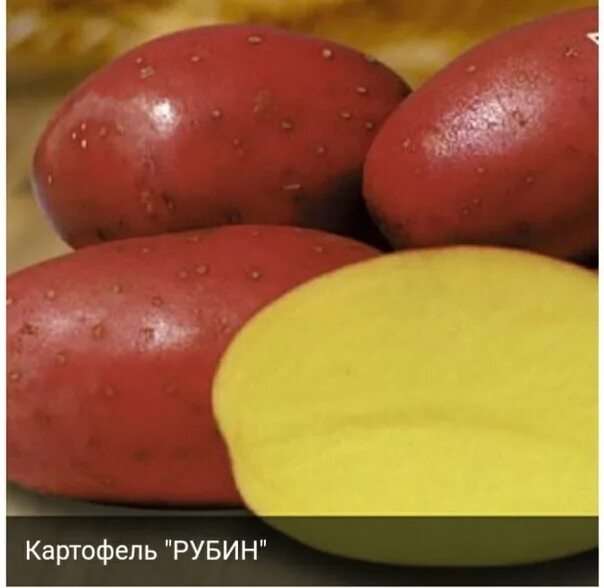 Картофель калинка описание сорта фото отзывы. Картофель кармэн. Картофель сорт лабелла семенной. Сорт картофеля калипсо. Картофель буррен фото.