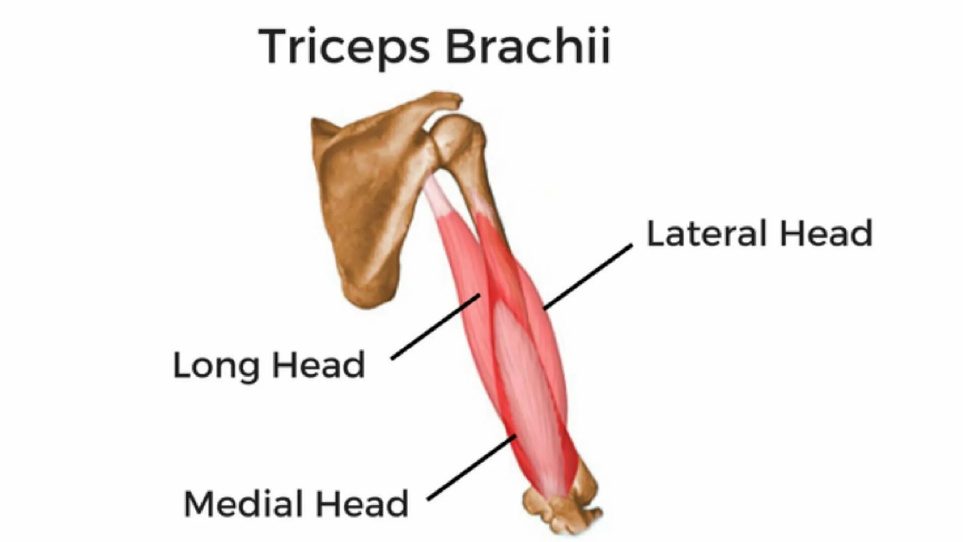 Трицепс мышца. Triceps brachii. Triceps brachii анатомия. Трехглавая мышца плеча musculus Triceps brachii. Место прикрепления m. Triceps brachii:.