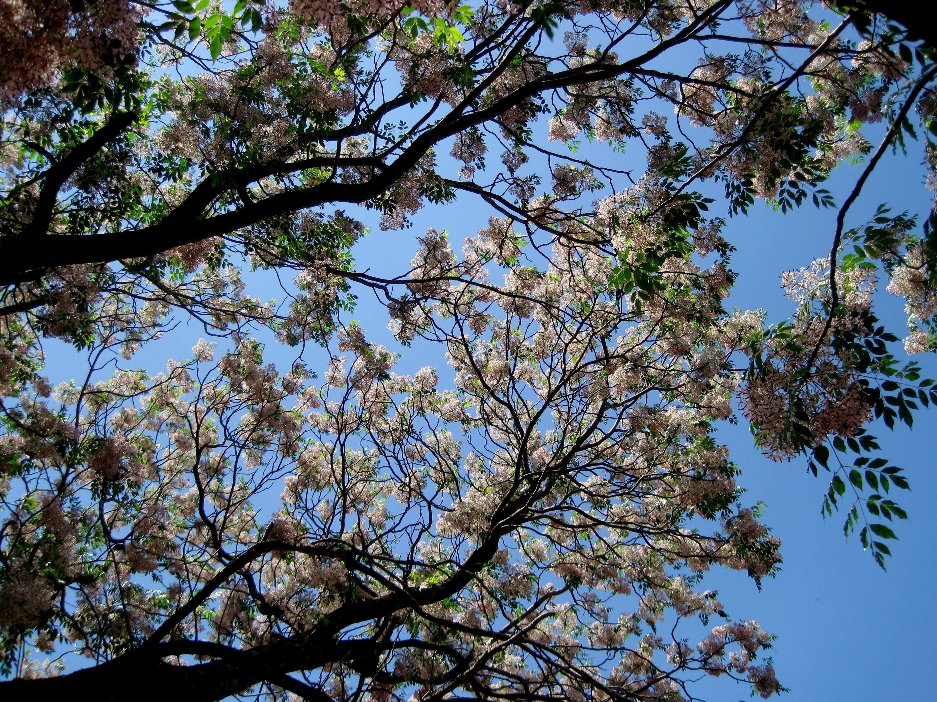 Когда зацветут деревья. Миндаль Приморский цветение. Пхуваенсис цветение. Цветущее дерево. Дерево цветет в июле.