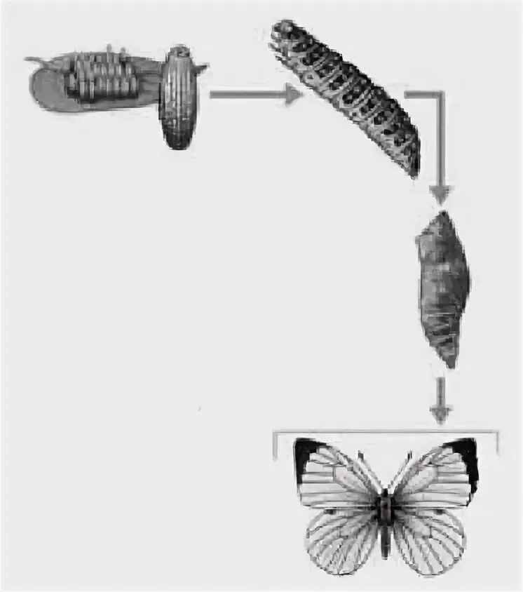 Явление изображенное на рисунке возникает. На рисунке изображена бабочка в разные периоды жизни.. На рисунке изображены Стрекозы в разный период онтогенеза.. Схема бабочка в разные периоды жизни. Бабочка в разные периоды жизни общее свойство.