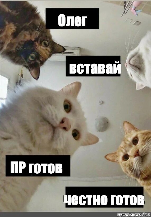 Кот вопрос Мем.