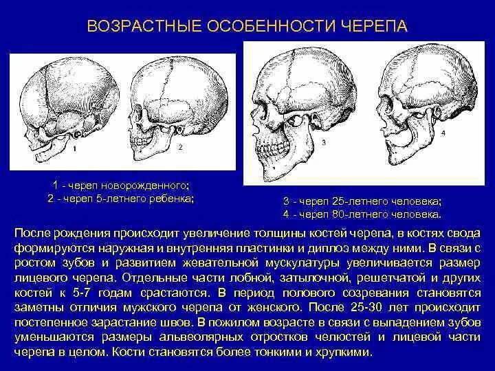 Скелет головы особенности. Развитие и возрастные особенности костей черепа. Возрастные особенности лицевого отдела черепа. Возрастные особенности строения черепа. Возрастные особенности строения черепа анатомия.