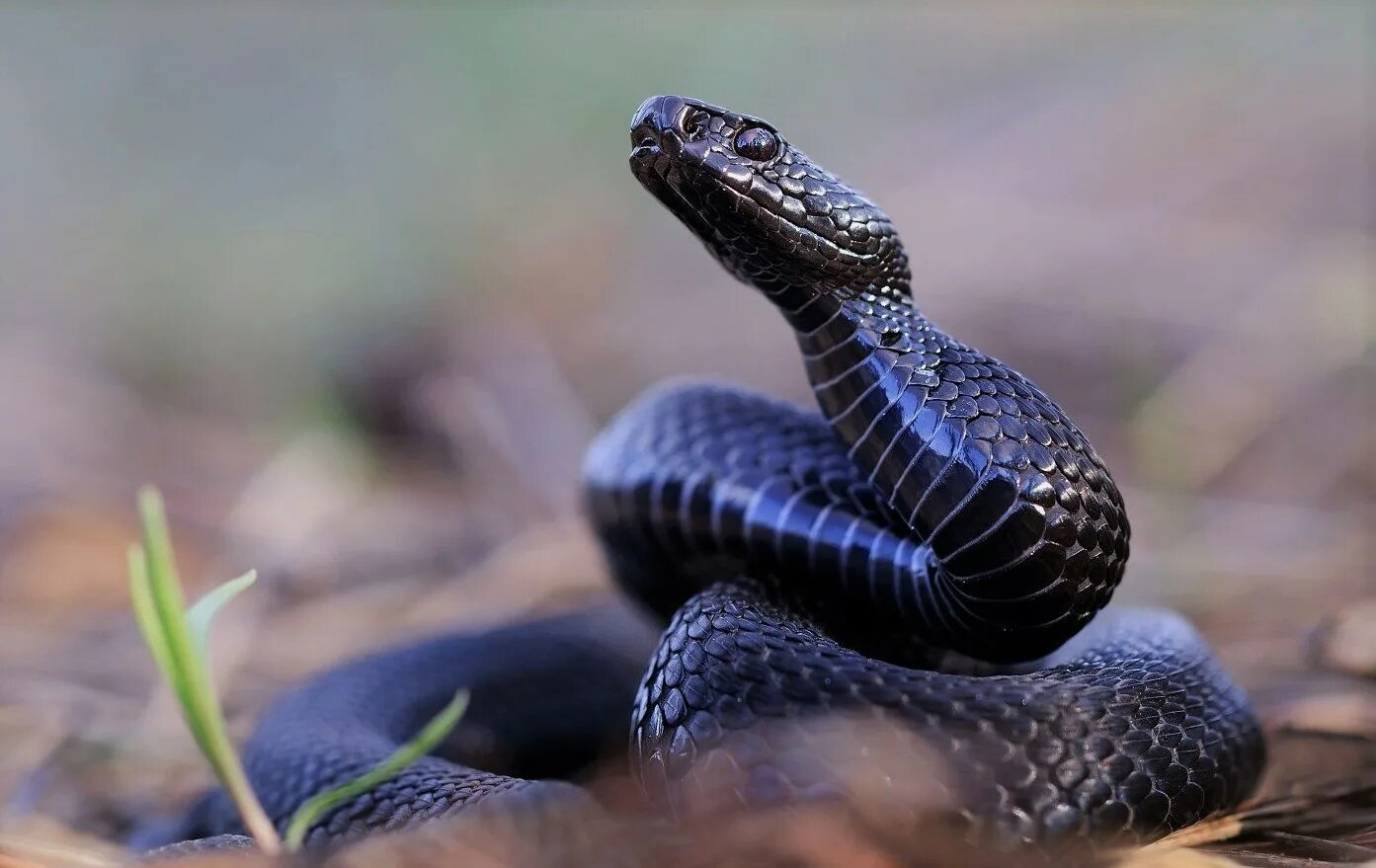 Обыкновенная гадюка меланист. Гадюка Никольского (Vipera nikolskii). Чёрная гадюка змея. Змея гадюка Никольского. Гадюки в природе