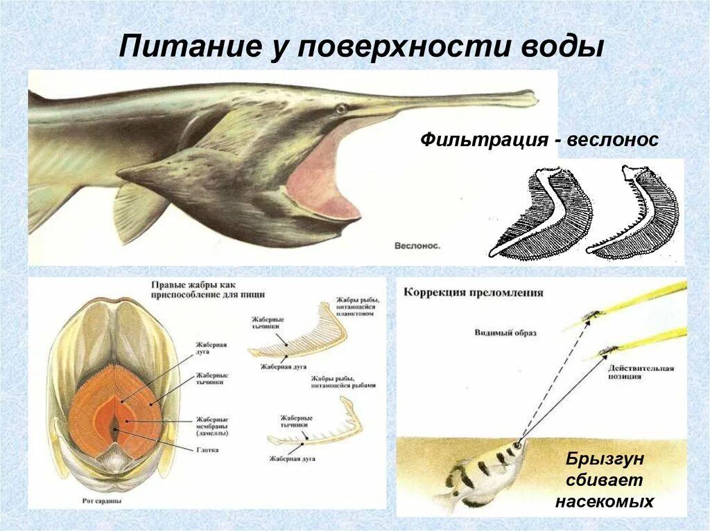 Глотка у хордовых. Хордовые рыбы. Строение хордовых животных. Внешнее строение хордовых. Размножение хордовых.