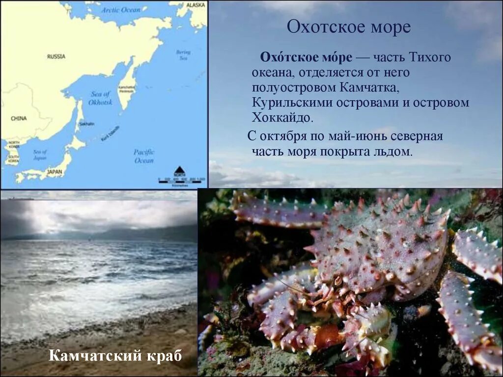 Охотское море. Обитатели Охотского моря. Моря России Охотское море. Жители Охотского моря.