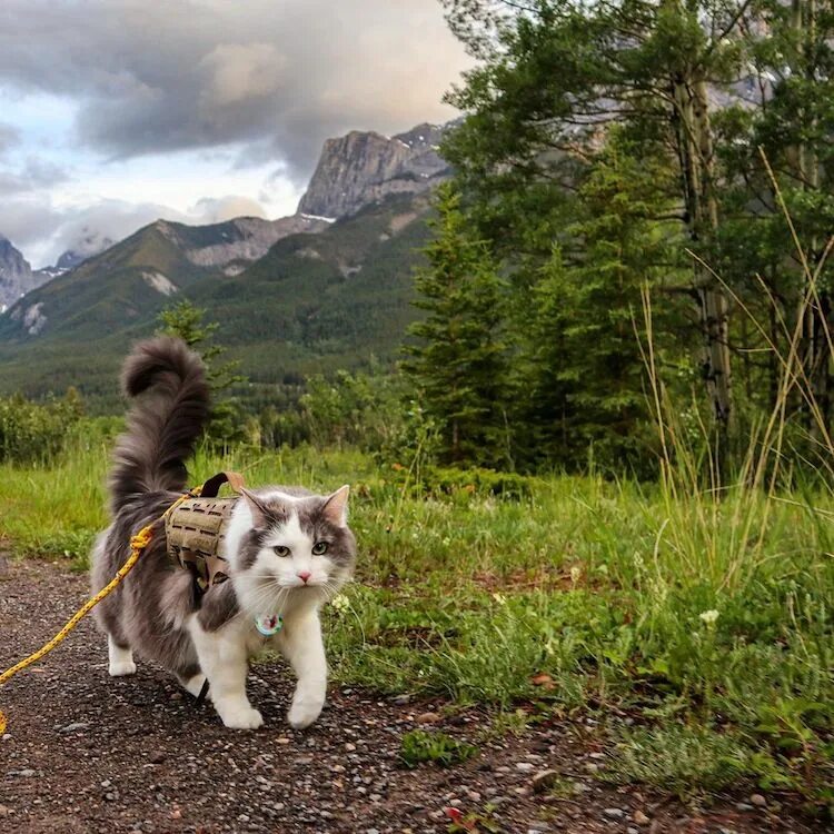 Cat start. Сьюки кот путешественник. Кот в горах. Кошки путешественники. Гора кошка.