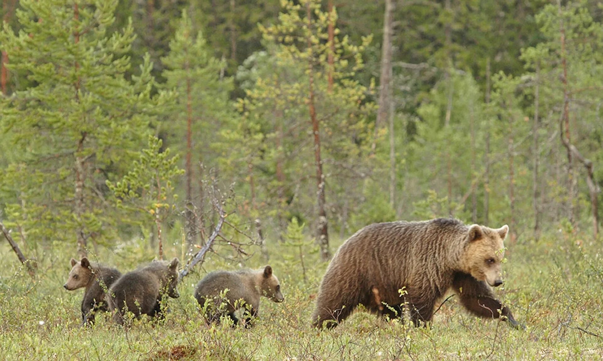 Бурый медведь Курганская область. Бурый медведь Швеция. Ильменский заповедник бурый медведь. Костомукшский заповедник бурый медведь.