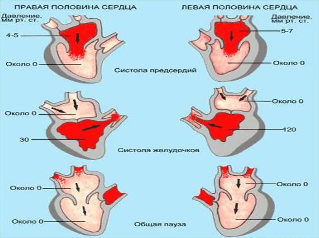 Возрастные изменения сердца. Изменение сердца с возрастом. Возрастные особенности сердца. Возрастная анатомия и физиология сердца. Анатомические изменения сердца у пожилых.