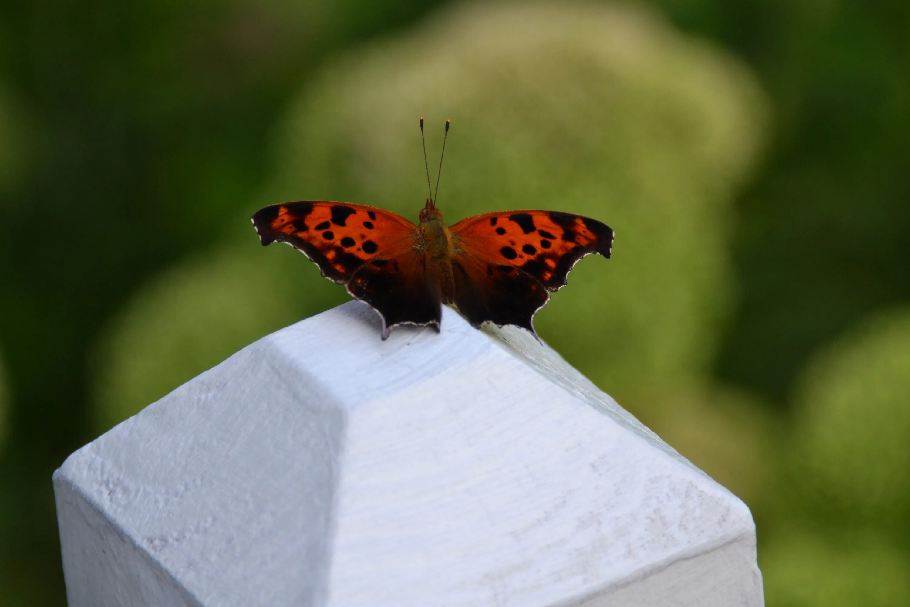 Бабочка черно оранжевая. Polygonia interrogationis. Черно оранжевая бабочка. Зорька бабочка. Бабочка jpg.