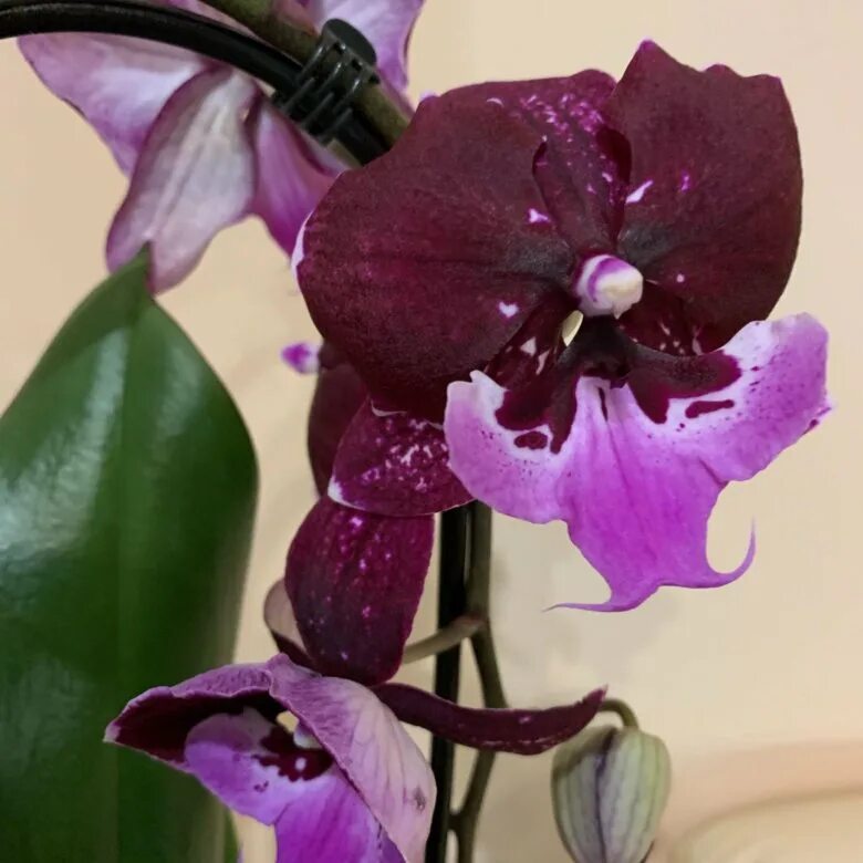 Фаленопсис pastello kiss. Фаленопсис chia shing hot kiss. Биг лип хот кисс орхидея. Фаленопсис кисс. Орхидея phal.