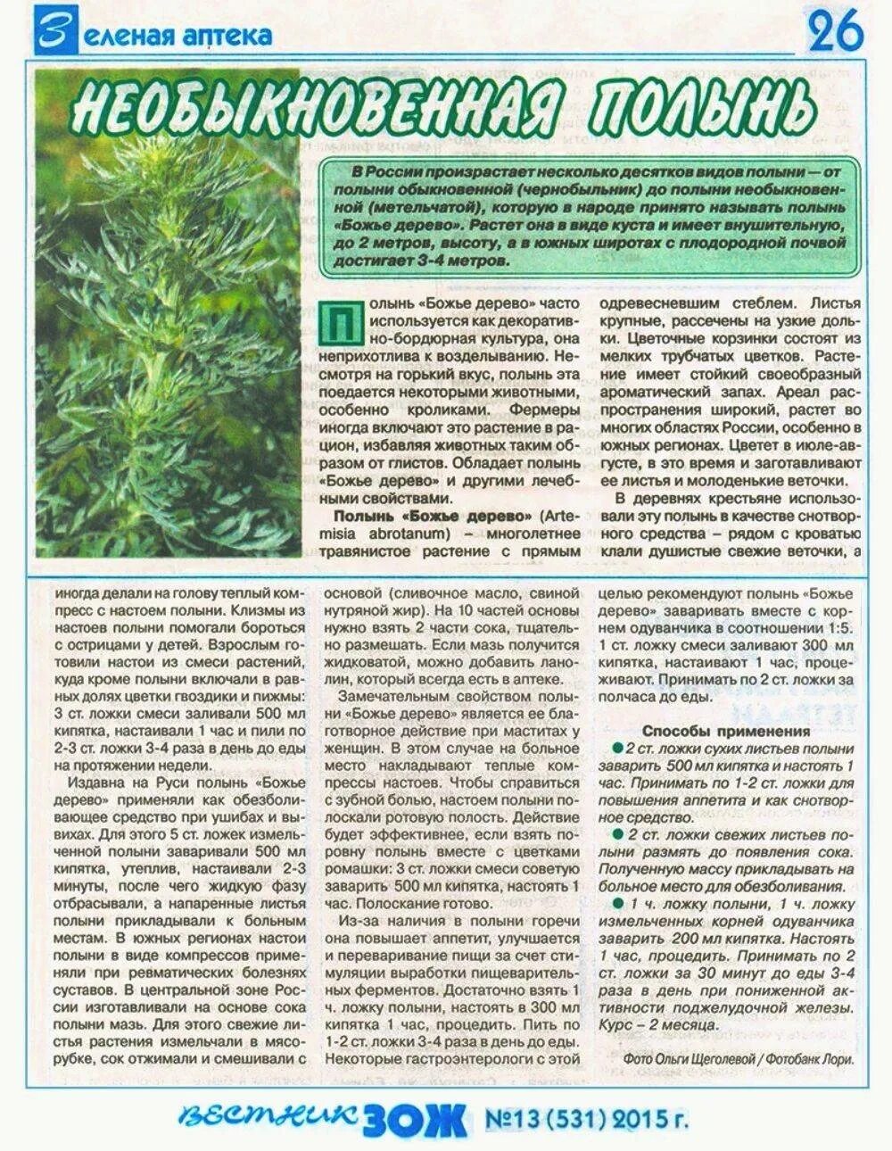 Полынь горькая противопаразитная. Полынь от паразитов для человека. Как принимать полынь. Полынь горькая обыкновенная. Как принимать полынь.