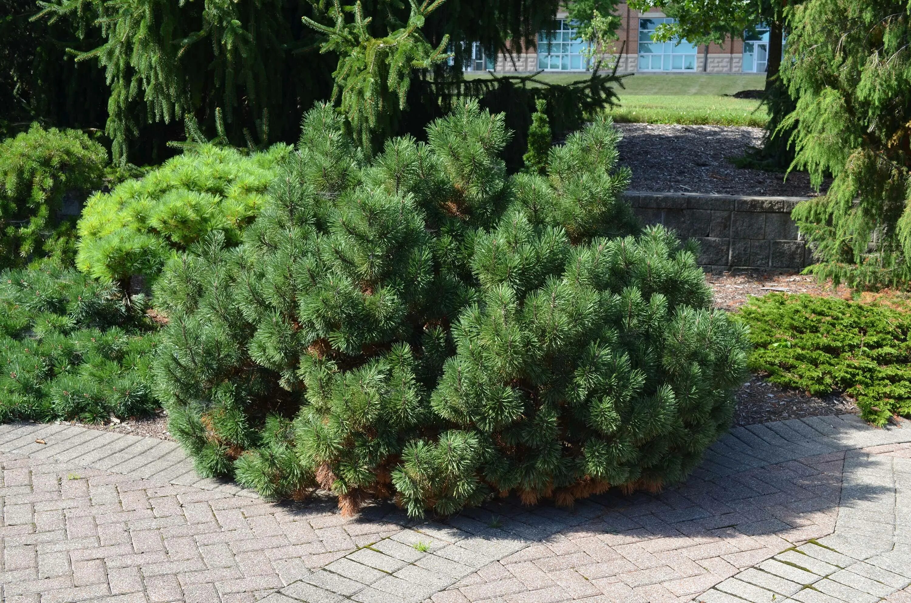 Сосна горная пумилио. Сосна горная муго муго. Сосна горная пумилио мугус. Сосна горная муго мугус. Сосна горная муго мугус.