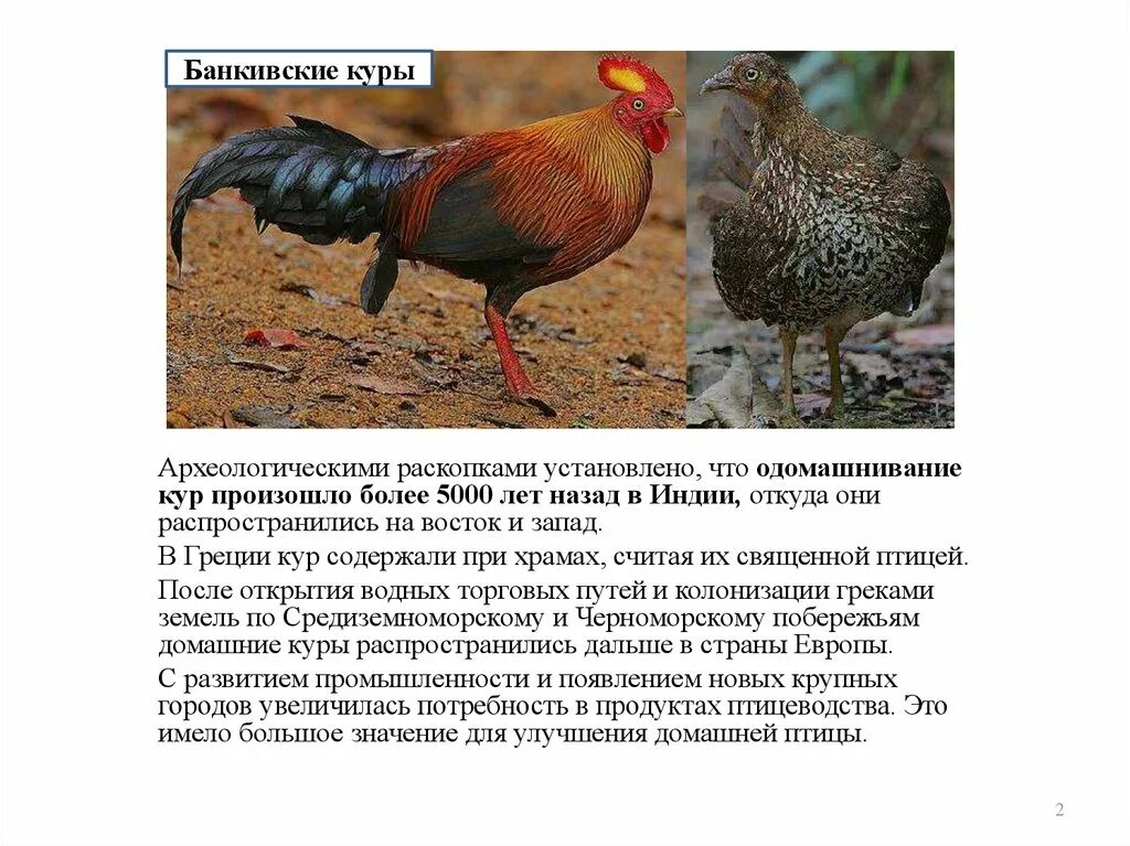 Доклад про курицу. Происхождение пород домашних кур. Домашние птицы куры. Происхождение домашней курицы.