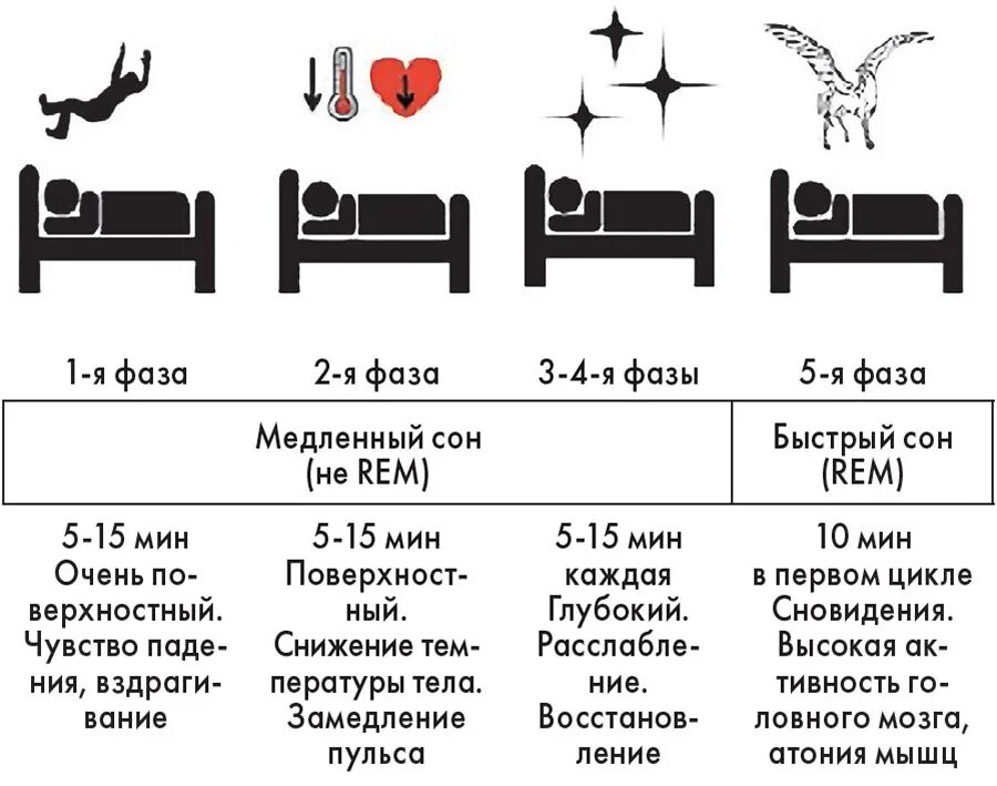 Из каких фаз состоит сон. Цикл сна человека. Фазы и циклы сна. Сколько длятся фазы сна. Продолжительность фаз сна.