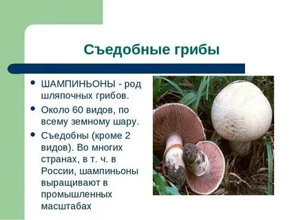 Шампиньон фото и описание