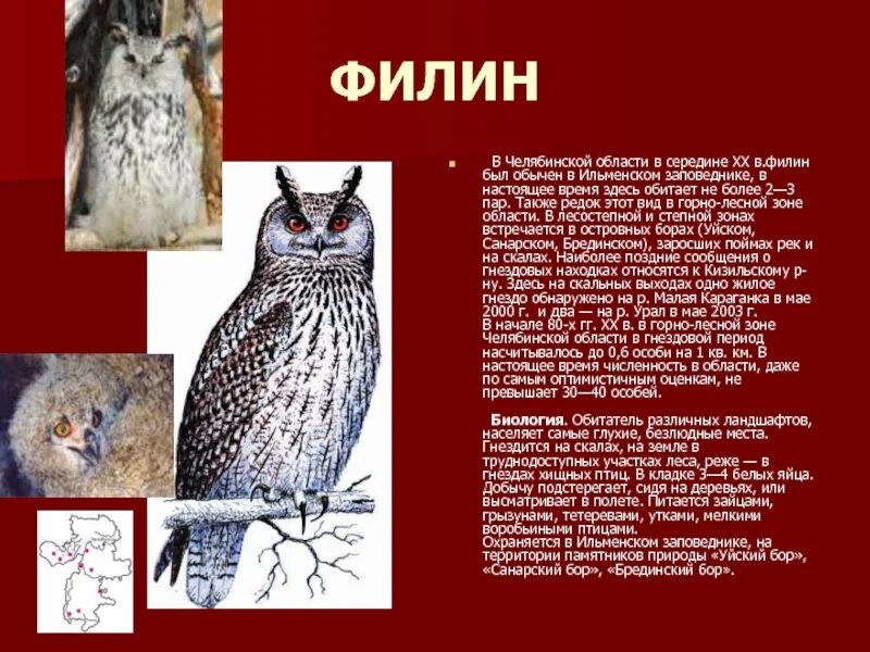 Филин занесен в красную книгу или нет. Филин красная книга. краснокнижные птицы урала.