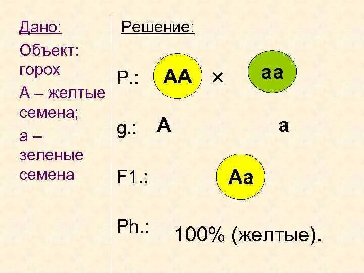 Законы Менделя схема. Законы Менделя таблица. При скрещивании чистых линий гороха с жёлтыми и зелёными семенами. Законы Менделя таблица кратко.