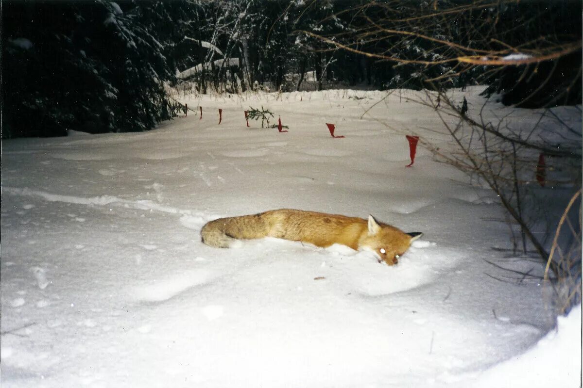 Охота на лис. Охота на Волков Лис на приваде. Лиса на охоте зимой.