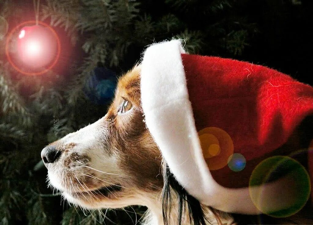 С уходящим годом собаки