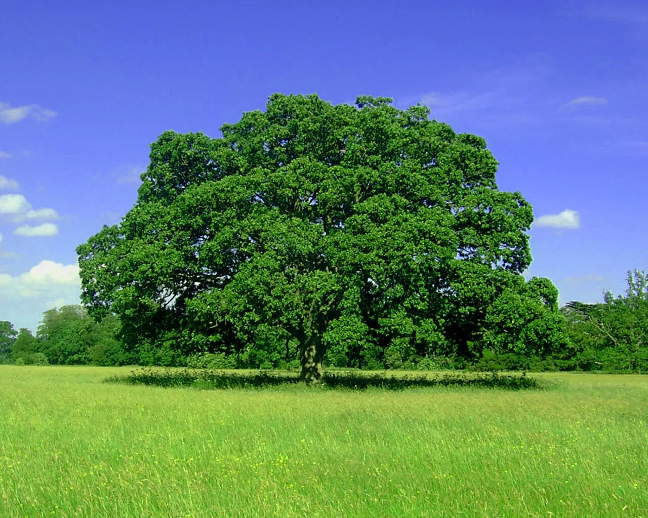 Большое зеленое г. Раскидистая крона дуб. Деревья. Дерево зеленое. Красивый дуб.