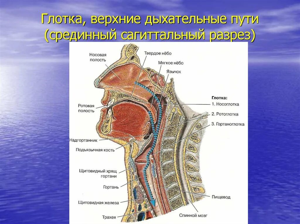 Схема глотки. Строение глотки Сагиттальный разрез. Пищевод Сагиттальный разрез. Строение полости глотки. Строение гортани Сагиттальный разрез.