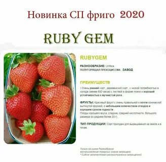Сорт мурано характеристики