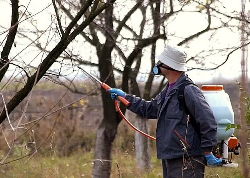 Деревья можно опрыскивать мочевиной