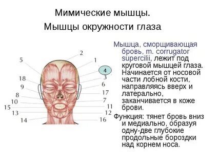 Мышцы окружающие глазную щель