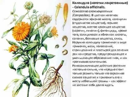 Описание растения рисунок
