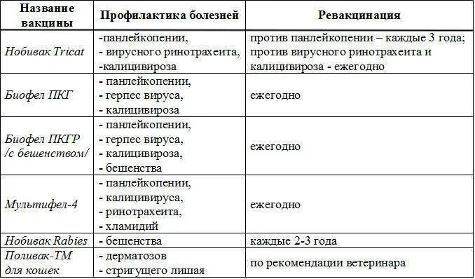 Первая прививка котенку возраст. Вакцинация котят график прививок. Прививки котятам по возрасту таблица. Прививки котенку до года таблица обязательные. Прививки коту в 1 год.