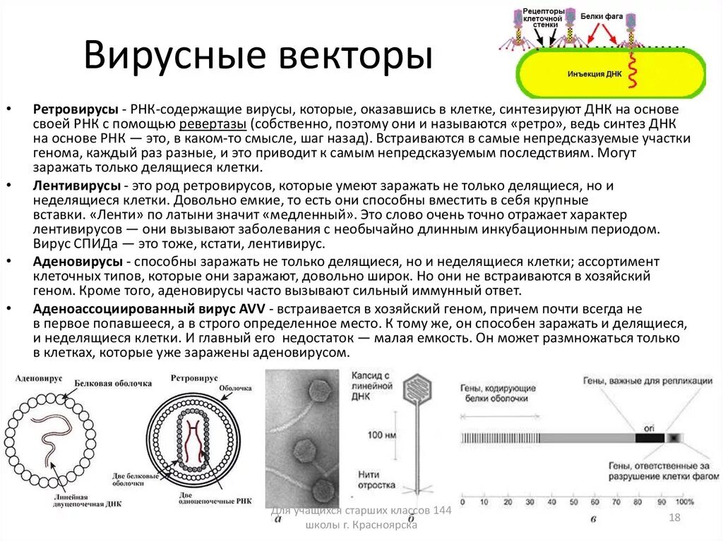 Методы введения днк. Вирусные векторы на основе ретровирусов. Вирусные векторы в генной инженерии. Вирусы в генной инженерии. Вирус встраивается в геном.