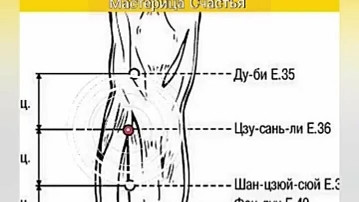 Точка г нет. Точка е36 цзу-сан-ли. цзу-сань-ли точка акупунктуры. точка долголетия.