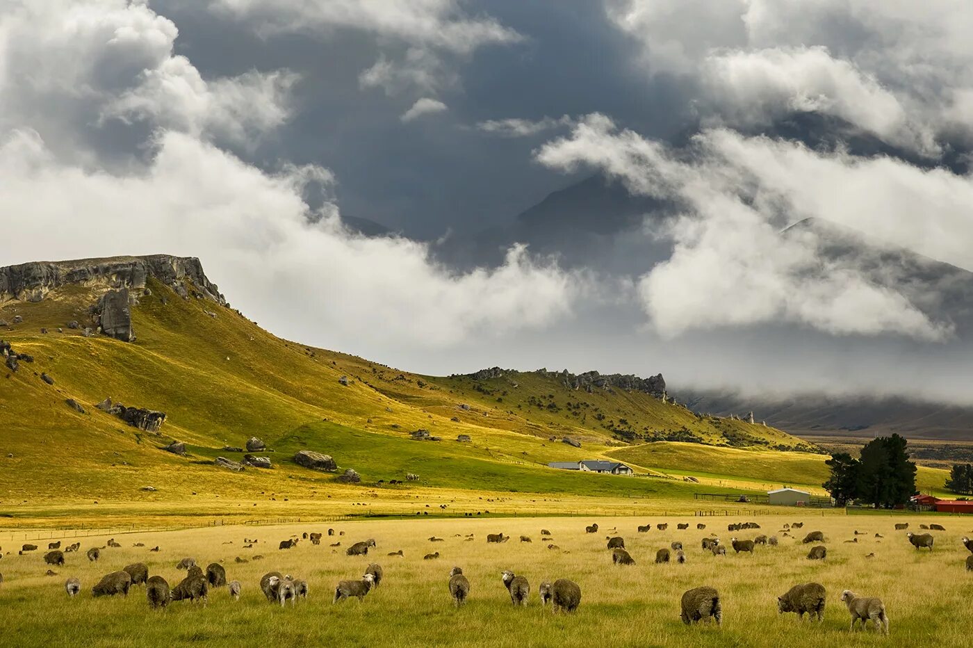 Discover nature. Туссоки новой Зеландии. Новая Зеландия равнины. Горы и равнины новой Зеландии. Степи новой Зеландии.