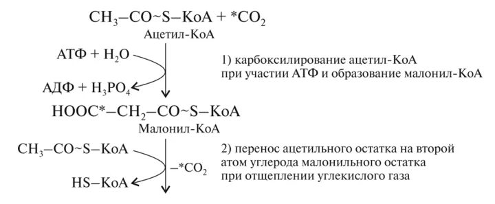 Ацетил коа фермент. Ацетил КОА=МАЛОНИЛКОА С затратой энергии и со2. Реакция образования малонил КОА. Реакция карбоксилирования ацетил-КОА. Ацетил КОА В малонил КОА фермент.