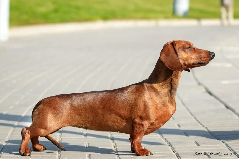 такса гладкошерстная. такса стандартная гладкошерстная. такса карликовая гладкошерстная. такса стандартная гладкошерстная. фото гладкошерстных такс.