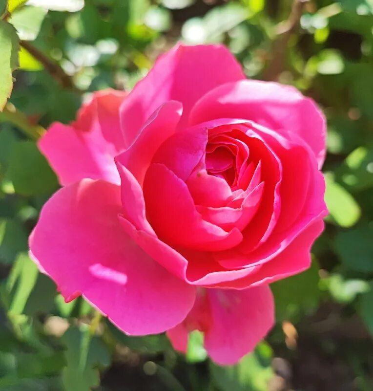 Флорибунда московская красавица. Московские розы. Московские розы. Московские розы. Московские розы.