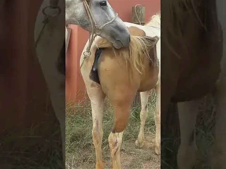Конь кончается