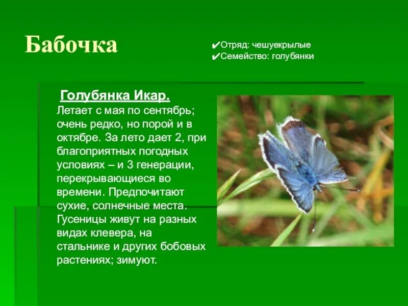 Голубянка бабочка описание. Бабочка голубянка сообщение 1 класс. Бабочка голубянка. Бабочка голубянка описание. Голубянки чешуекрылые.