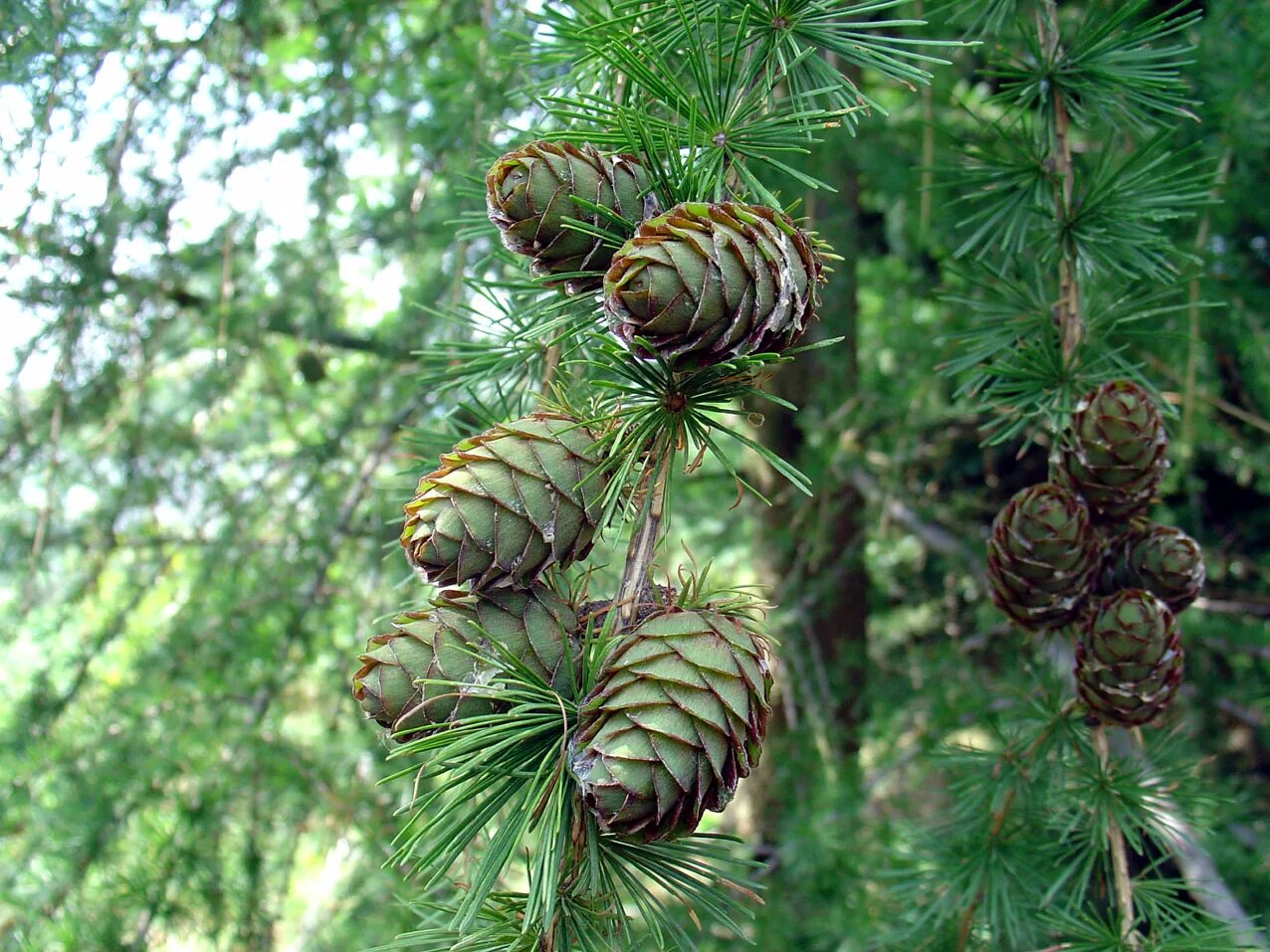 Как выглядит лиственница европейская. Лиственница сибирская larix sibirica. лиственница сибирская lárix sibírica. лиственница сибирская (larix sibirica ledeb.). * лиственница сибирская (larix miller).