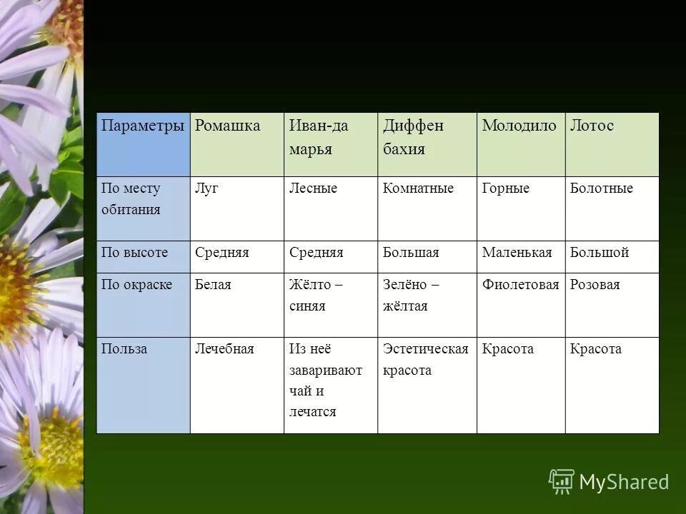 Сколько весят цветы. Место обитания ромашки. Среда обитания ромашки. Условия обитания ромашки. Ромашка условия среды.