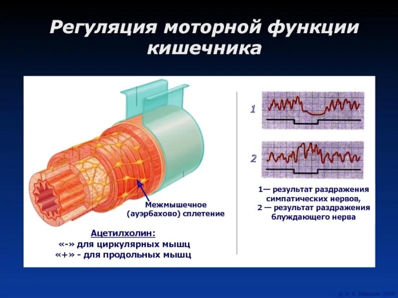 Регуляция моторики толстой кишки. Регуляция моторной деятельности тонкой ки. Моторная деятельность тонкой кишки. Моторика тонкой кишки и ее регуляция.