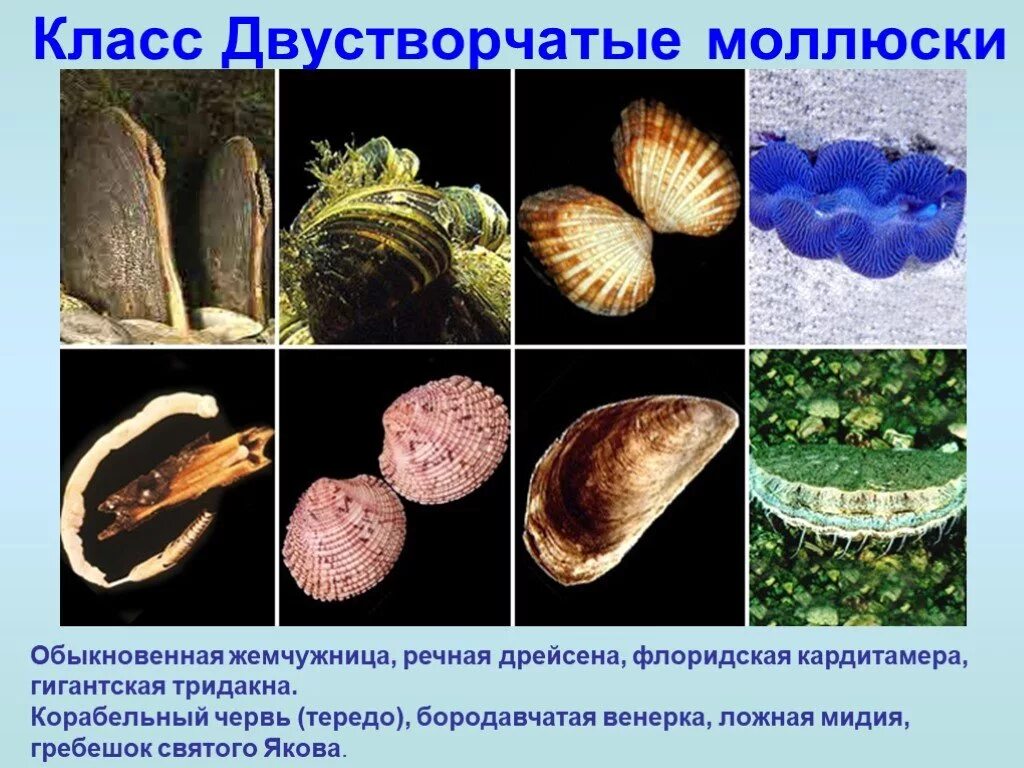 Наука о моллюсках