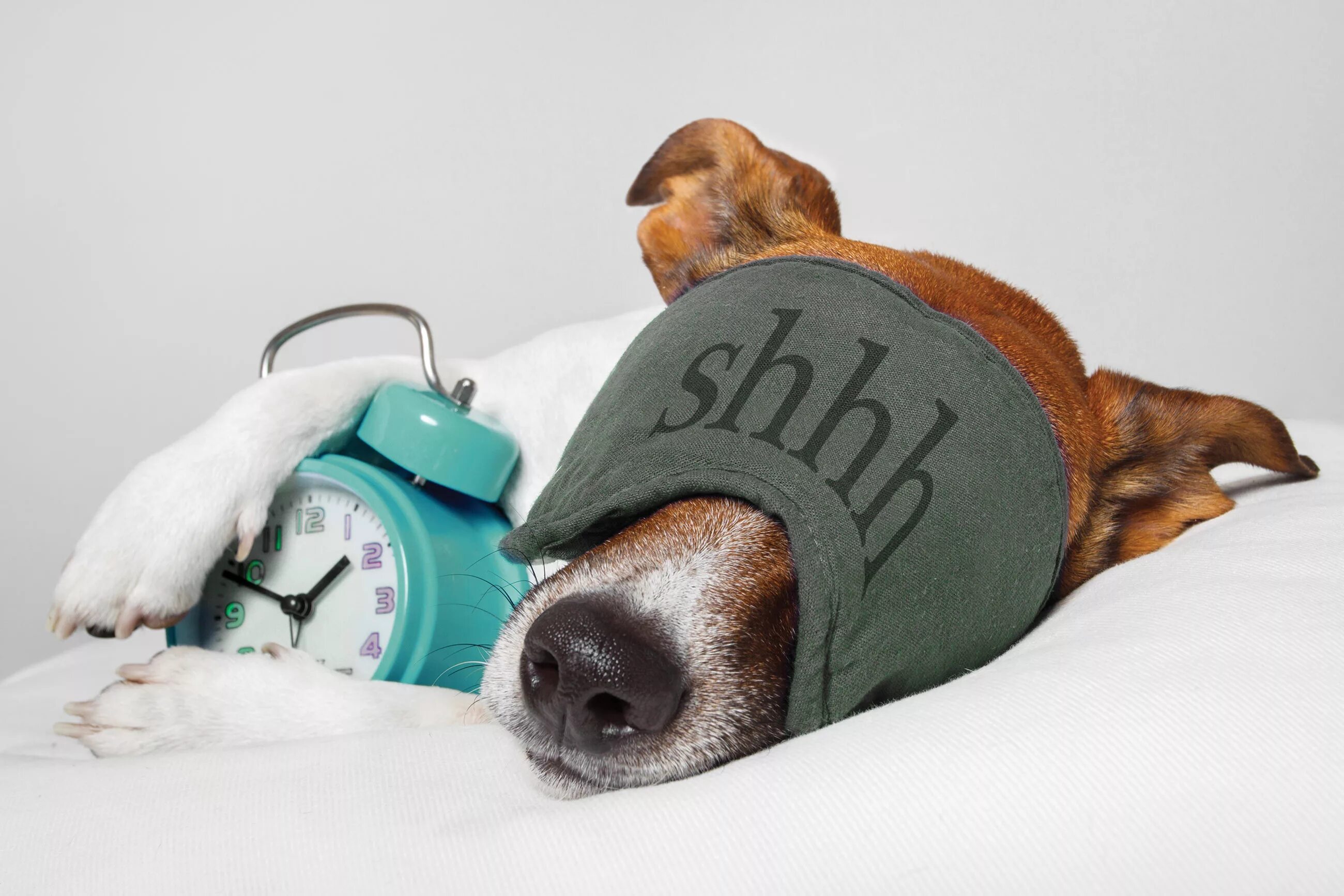 Need more rest. Собаки с бессонницей картинки. алё собака. wake a sleeping dog. i need a rest mem.