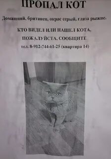 Потерялся кот